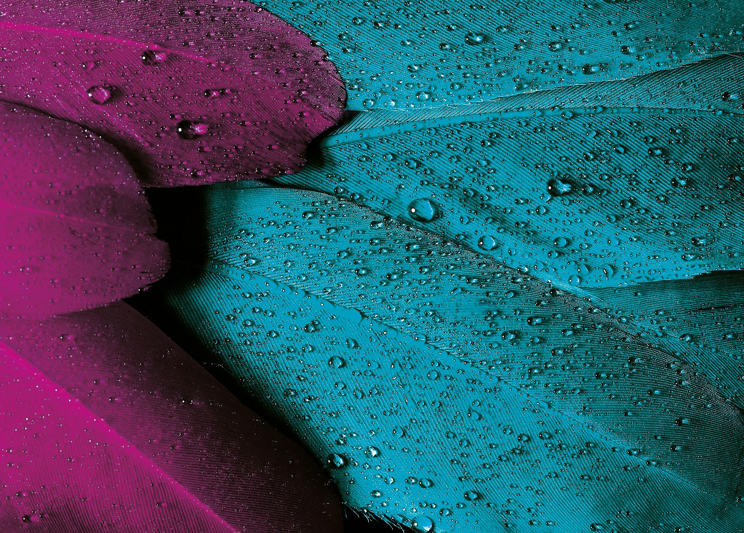 Beautiful close-up of pink and turquoise feathers with water droplets.
