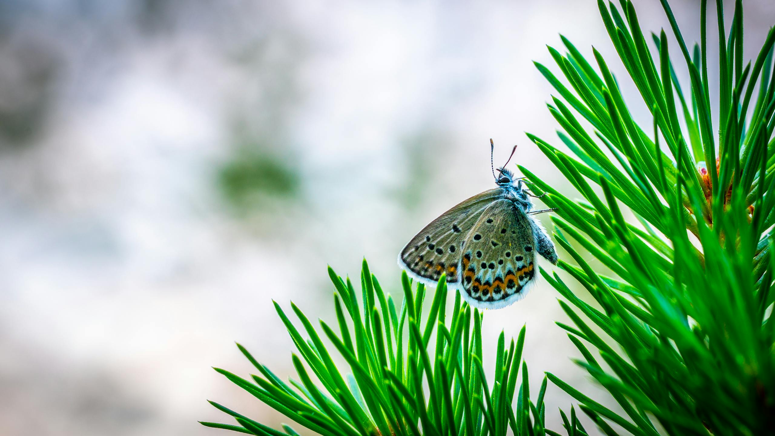 Close-up of a colorful butterfly perched on green pine needles with a blurred background.